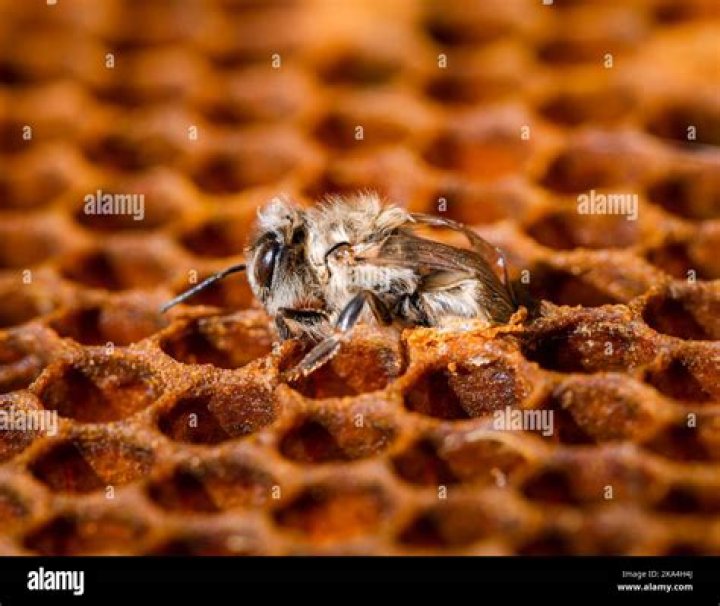 Discovering the Allure of Honeyybeebby: A Journey Through Creativity and Influence