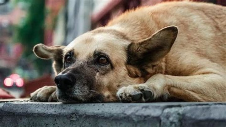 Unleashing Joy: The Fascinating World of Imskirby Dog Videos