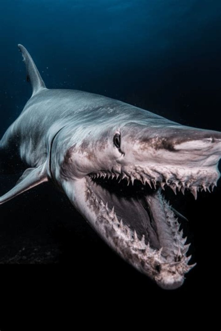 Unveiling the Mystery: The Shark Bae Leaked Controversy